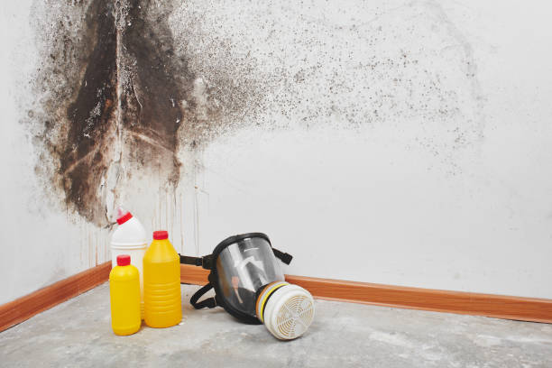 Best Toxic Mold Removal  in Caledonia, MI