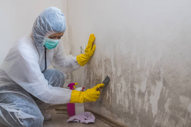 Best Attic Mold Removal  in Caledonia, MI