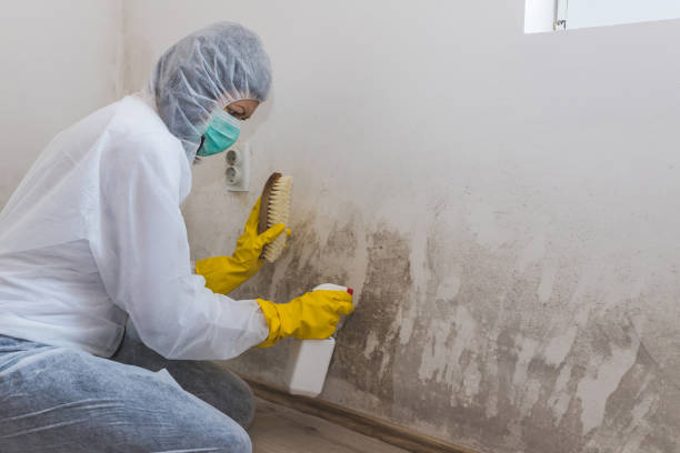 Best Commercial Mold Removal  in Caledonia, MI