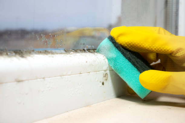 Best Black Mold Removal  in Caledonia, MI