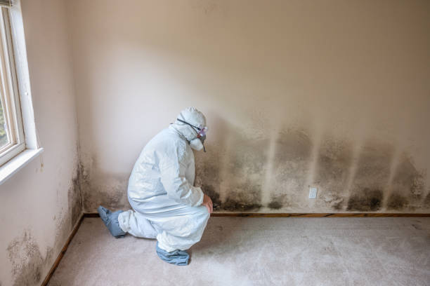 Best Office Mold Removal Services  in Caledonia, MI