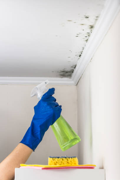 Best Commercial Mold Removal  in Caledonia, MI